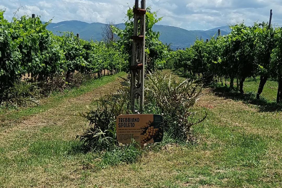 Photo of Others in Montefalco