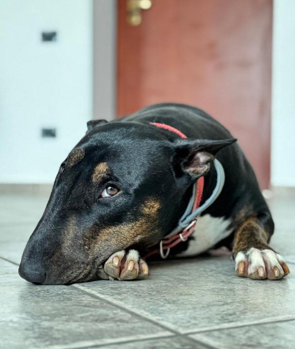 Photo of Others in Fondi