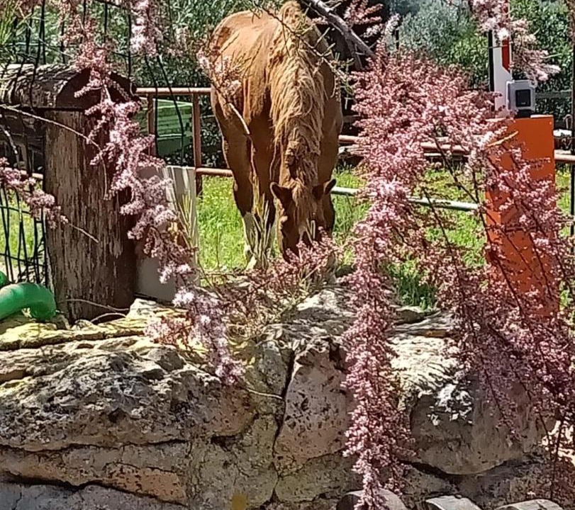 Photo of Others in Orbetello