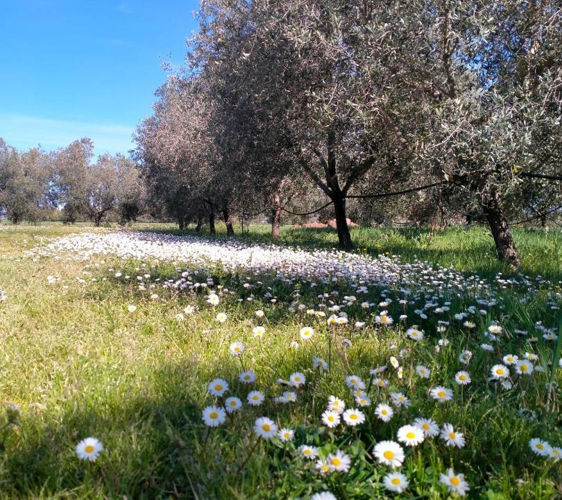 Photo of Others in Manciano