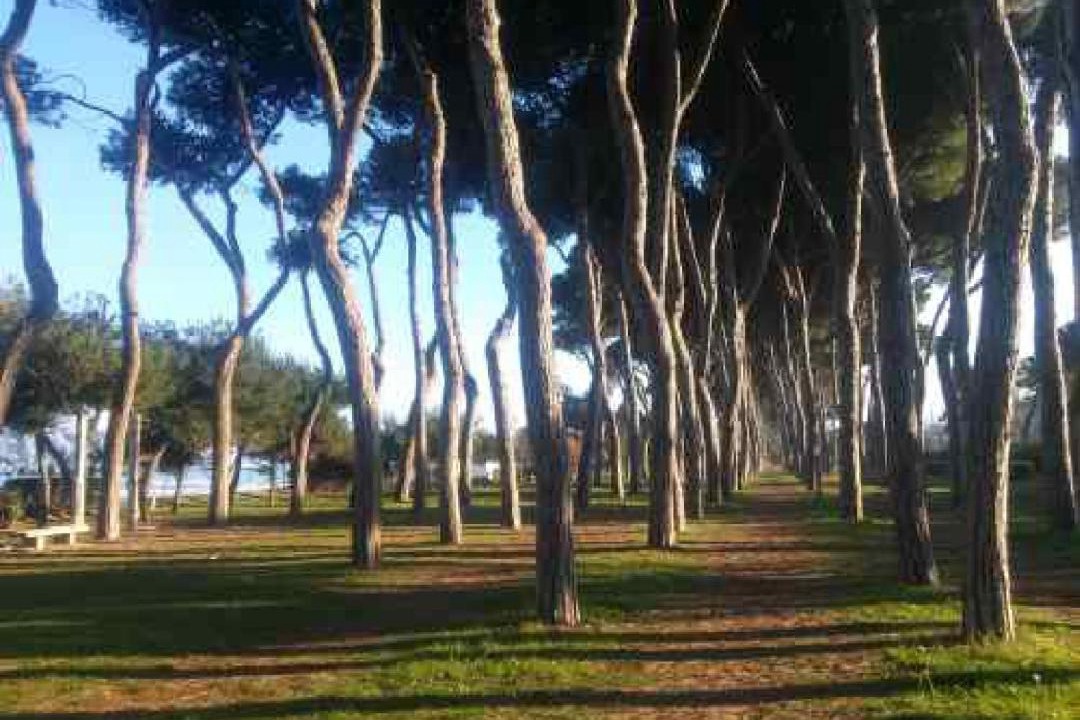 Photo of Others in Pineta