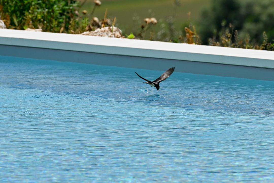 Photo of Others in Capestrano
