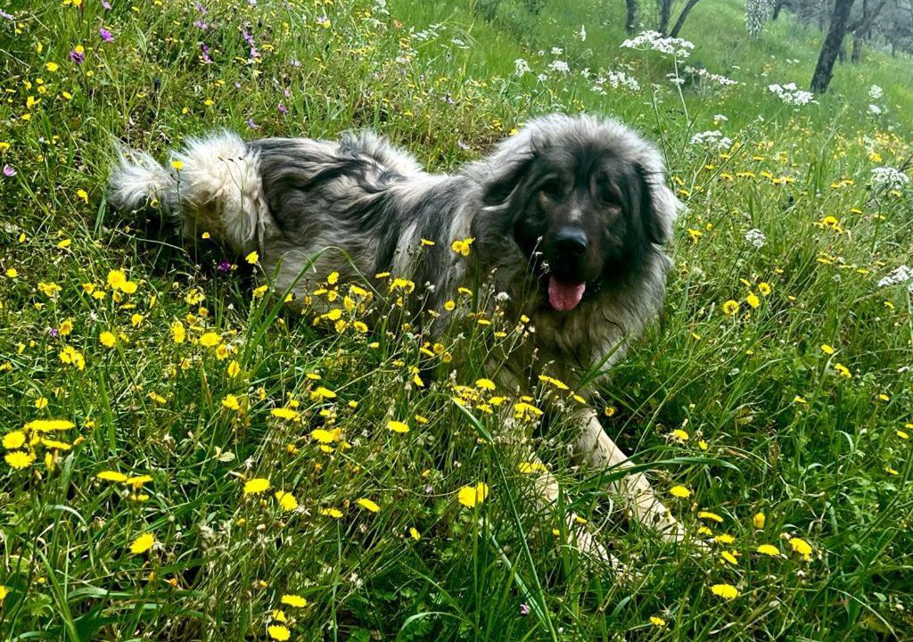 Photo of Others in Trevi