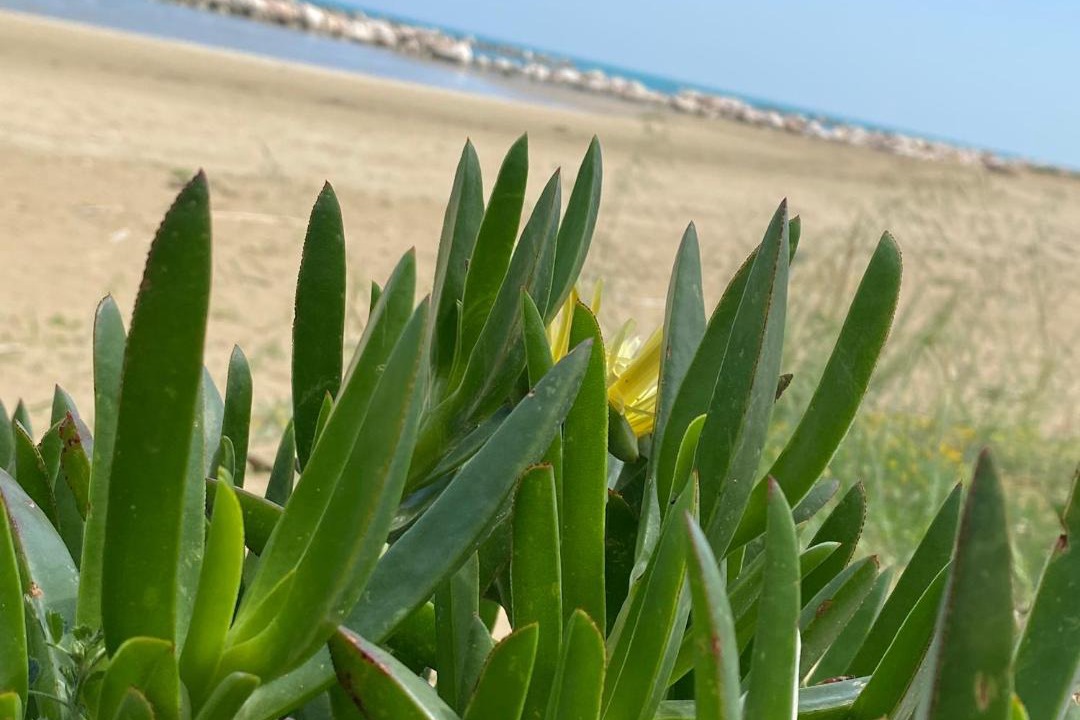 Photo of Others in Termoli