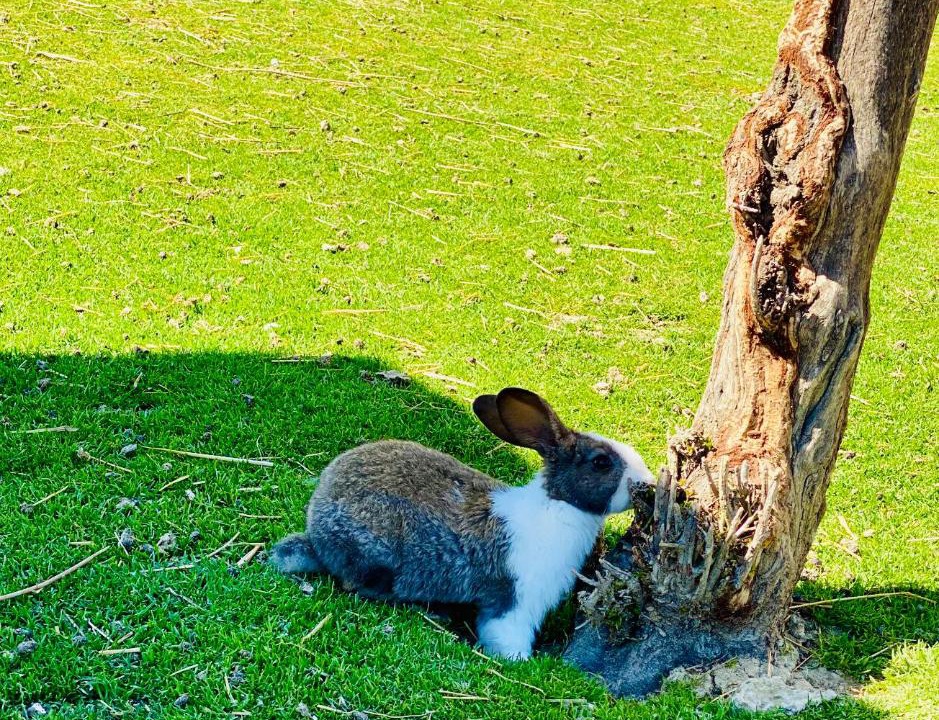 Photo of Others in San Brizio