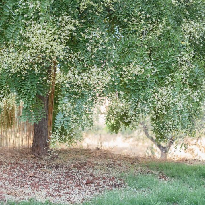 Photo of Others in Alberese