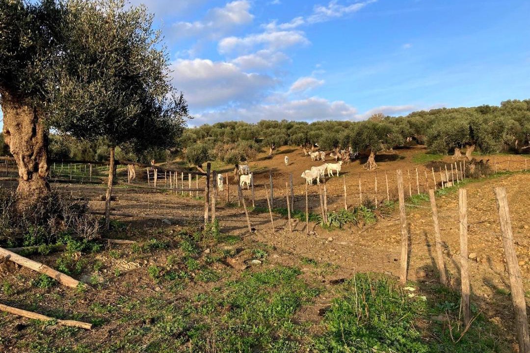Photo of Others in Campagnatico
