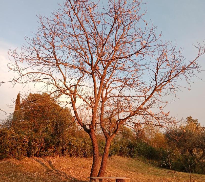 Photo of Others in Agugliano