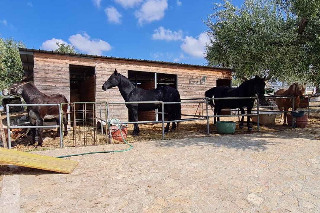 Photo of Others in San Paolo di Civitate