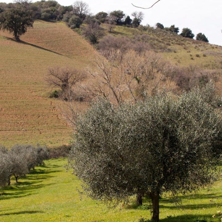 Photo of Others in Campagnatico