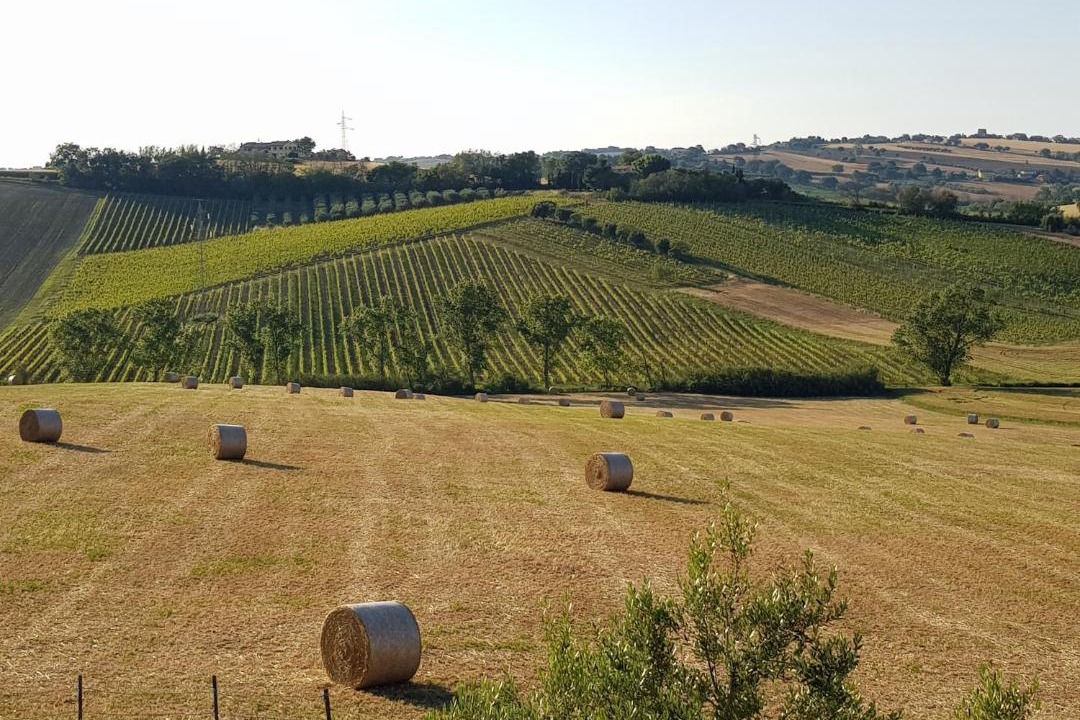 Photo of Others in Montemarciano