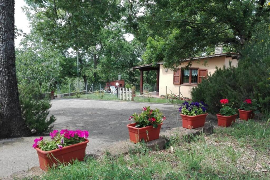 Photo of Others in Viterbo