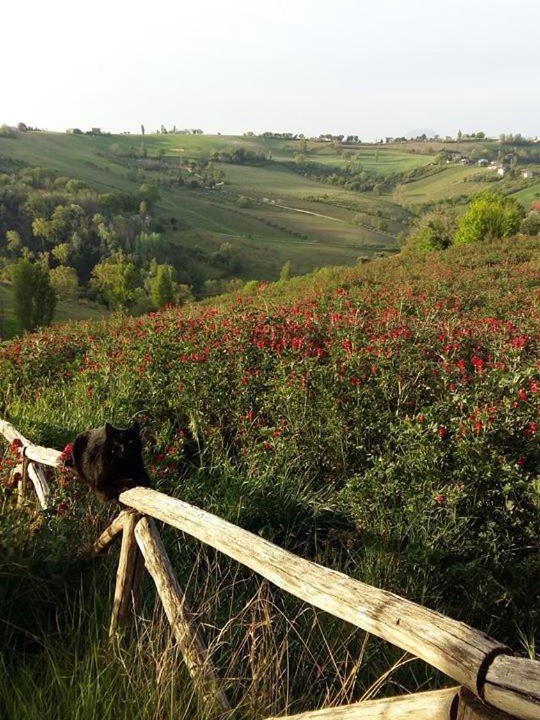 Photo of Others in Montecarotto