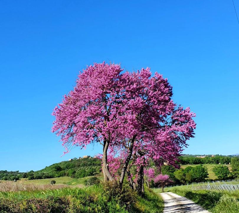 Photo of Others in Magliano in Toscana