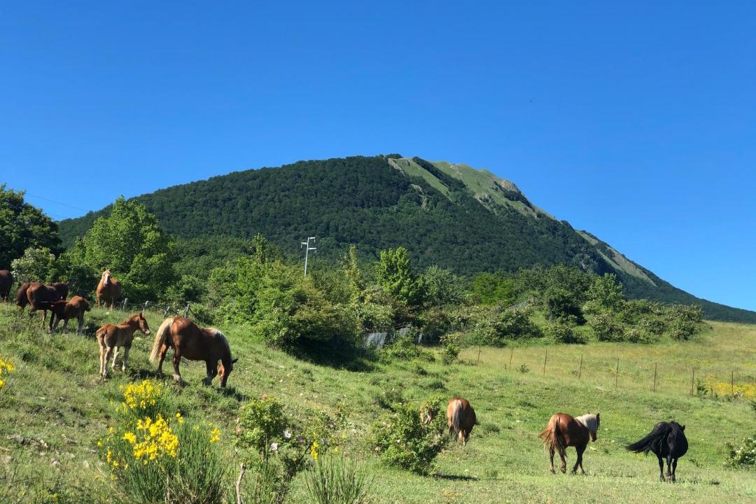Photo of Others in Calvello