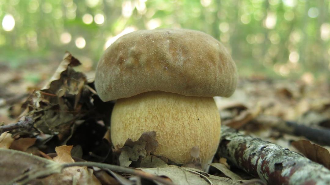 Photo of Others in Campo di Giove