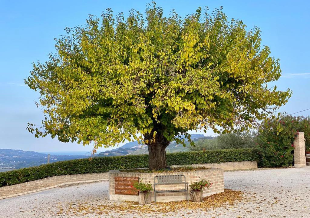 Photo of Others in Carassai