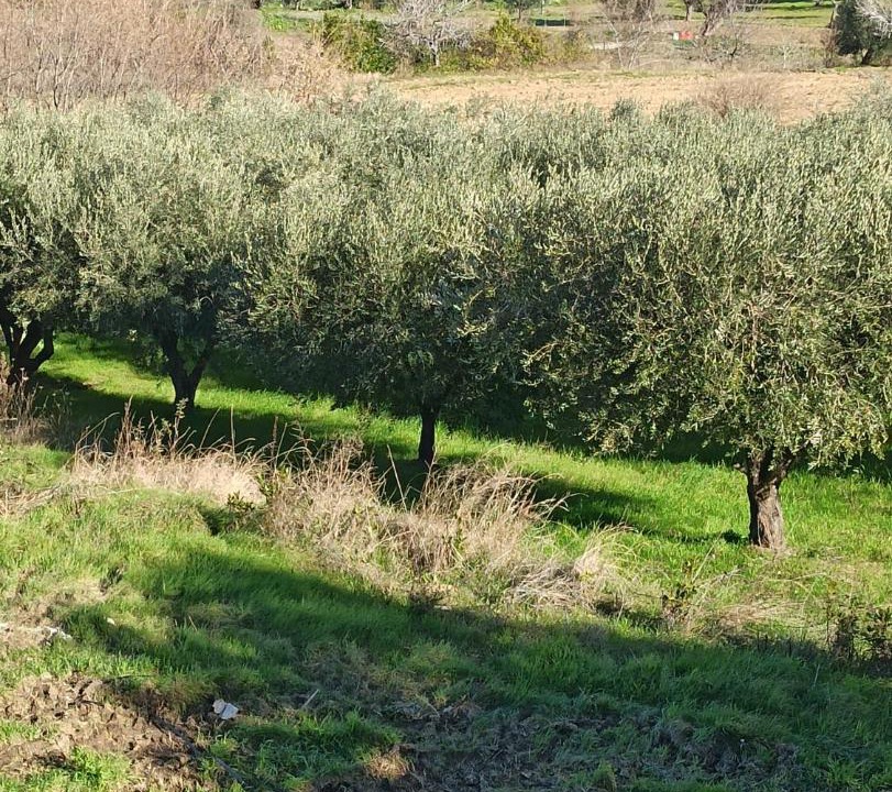 Photo of Others in Acquaviva Picena