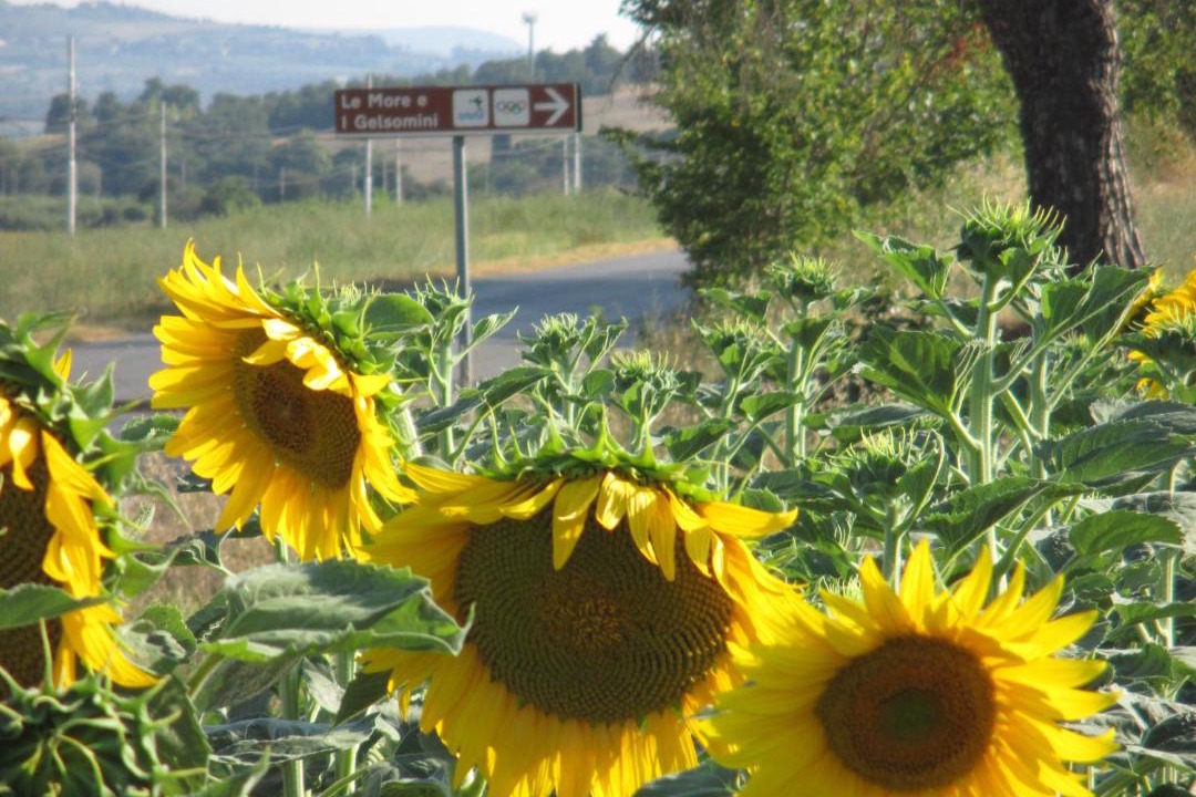 Photo of Others in Castiglione del Lago