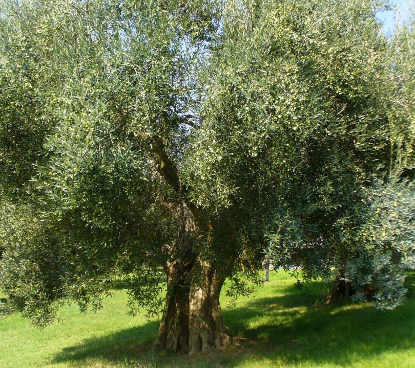 Photo of Others in Castiglione del Lago
