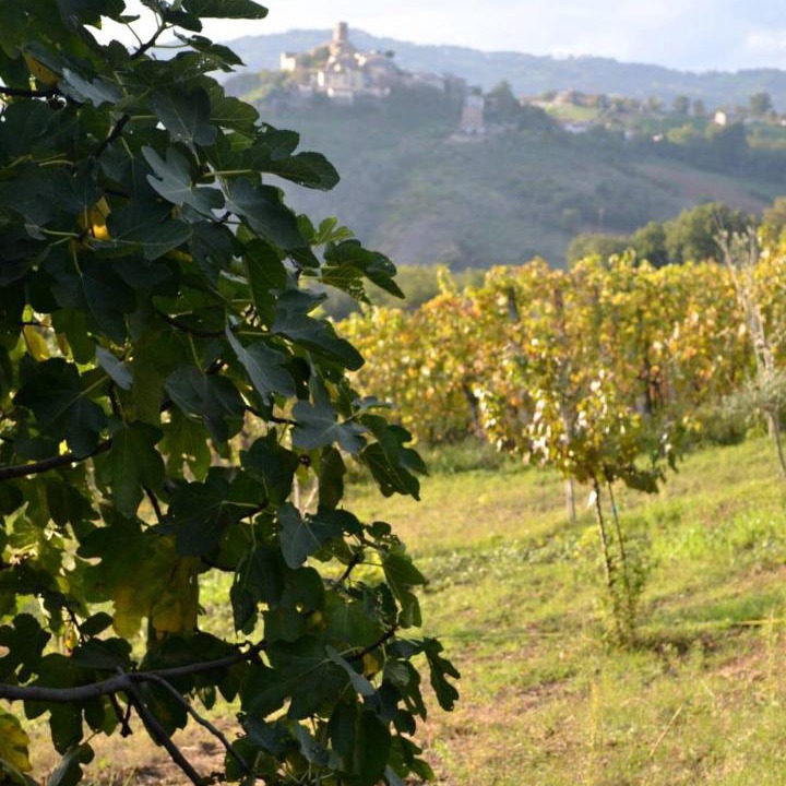 Photo of Others in Montetiffi