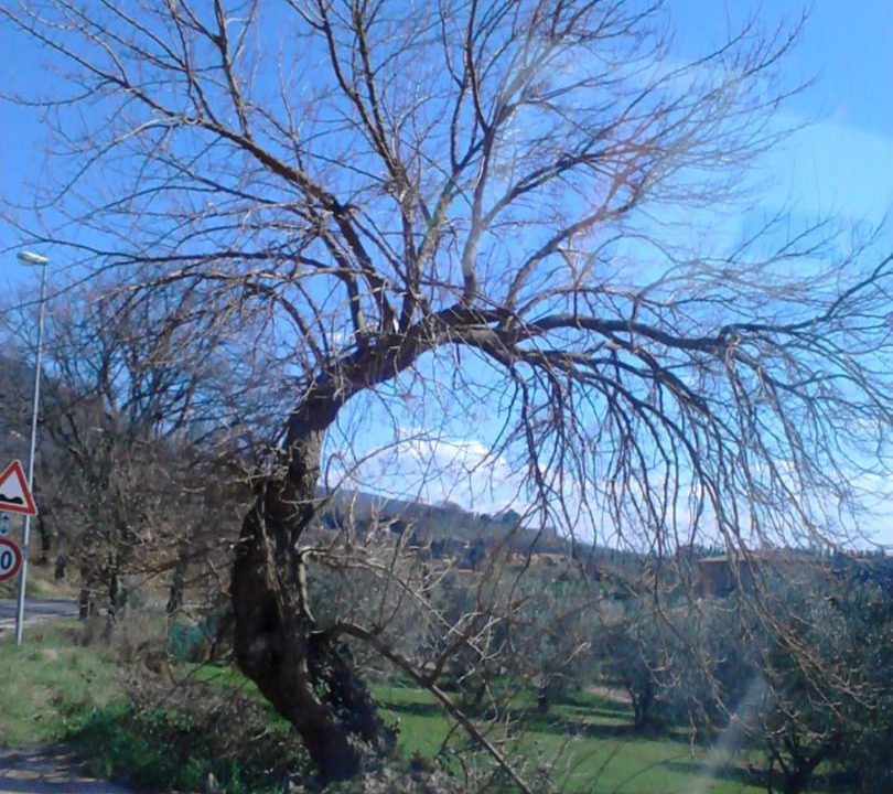 Photo of Others in Assisi