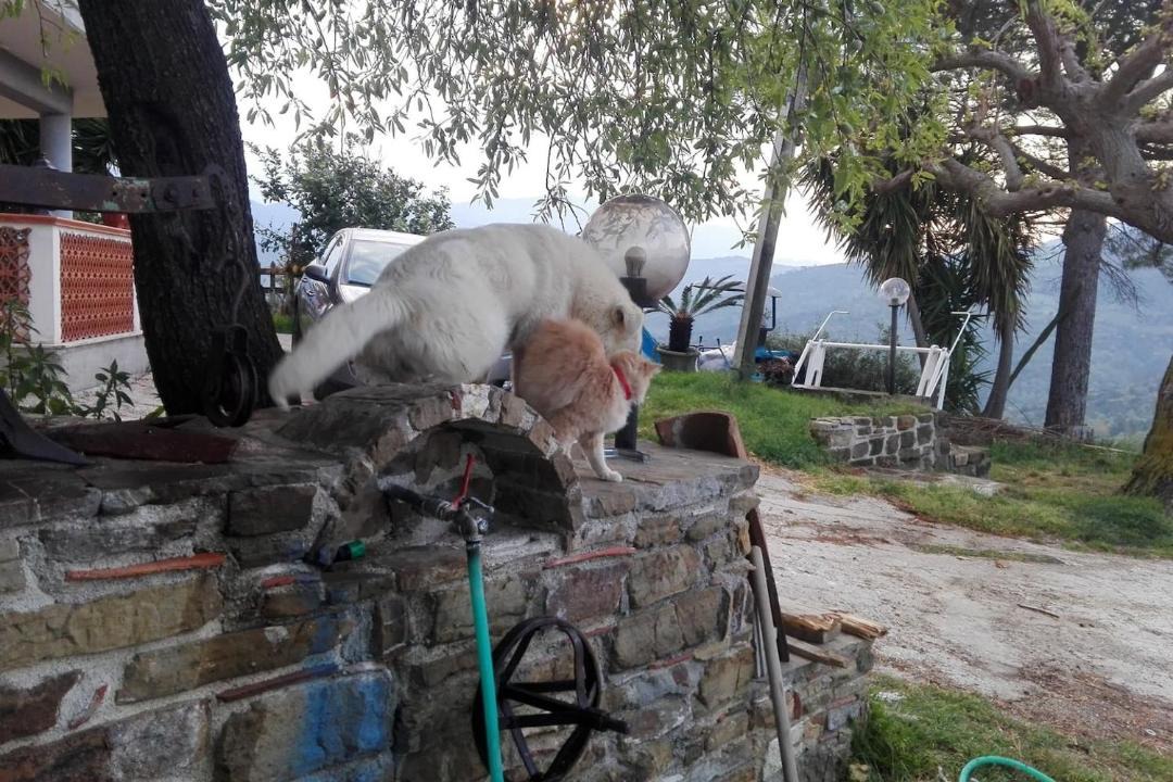 Photo of Others in Capaccio Scalo
