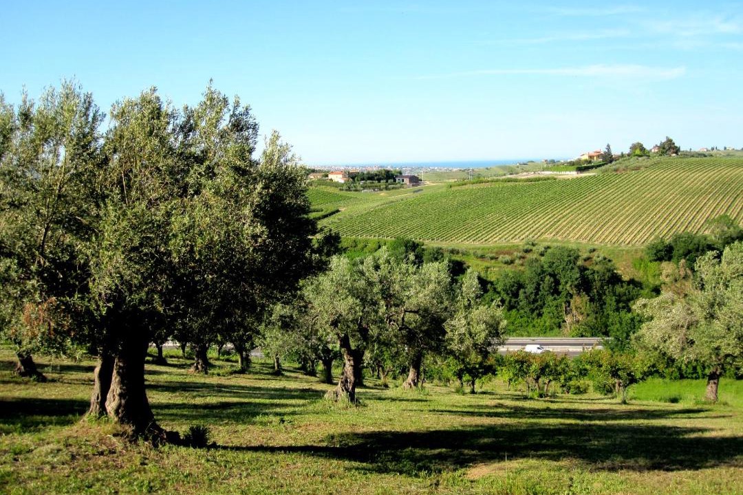 Photo of Others in Notaresco