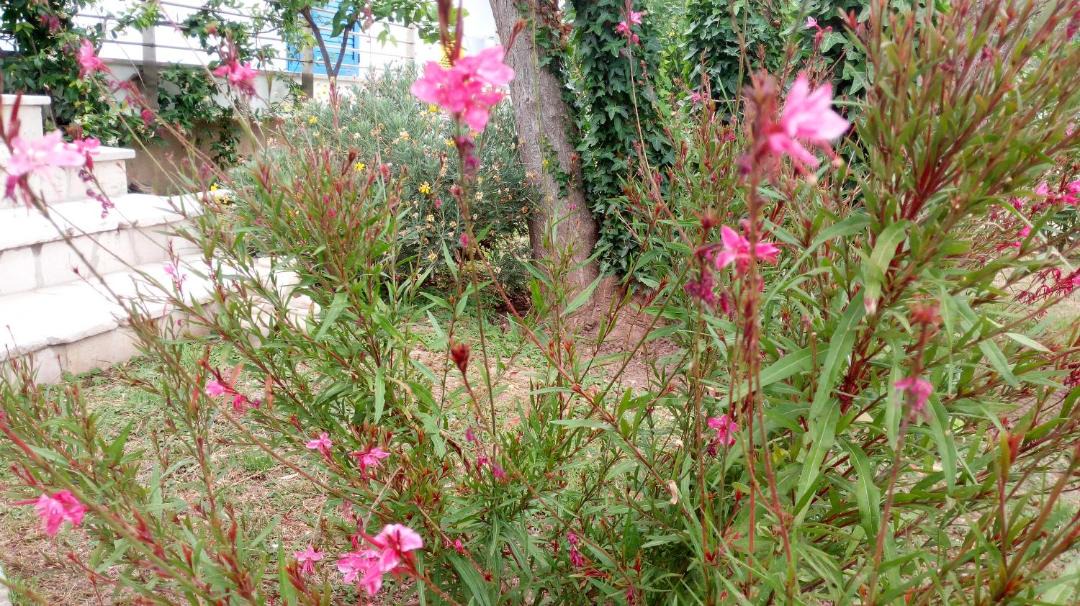Photo of Others in Mattinata